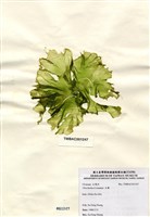 藏品(石蓴)的圖片